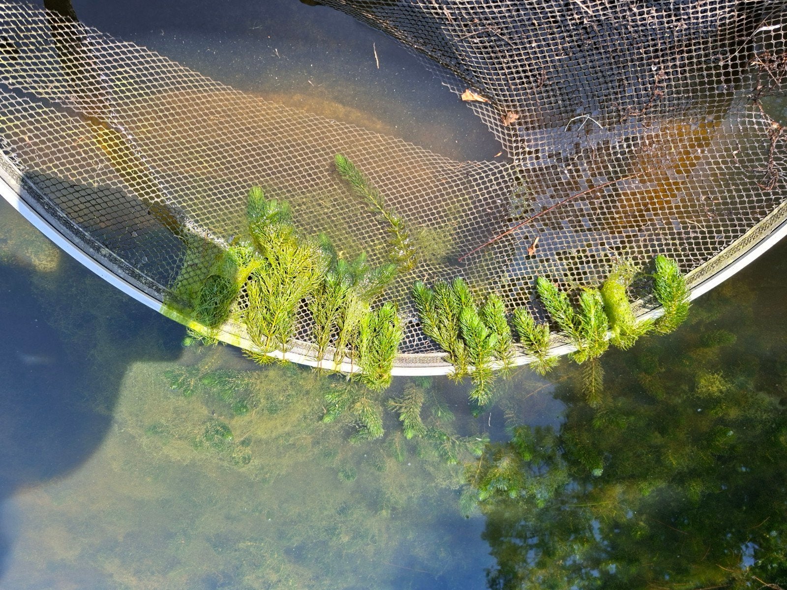Hoornblad waterplanten voor vijver of aquarium voor 7.50 eur, Tuin en Terras, Vijvers, Ophalen, Gebruikt