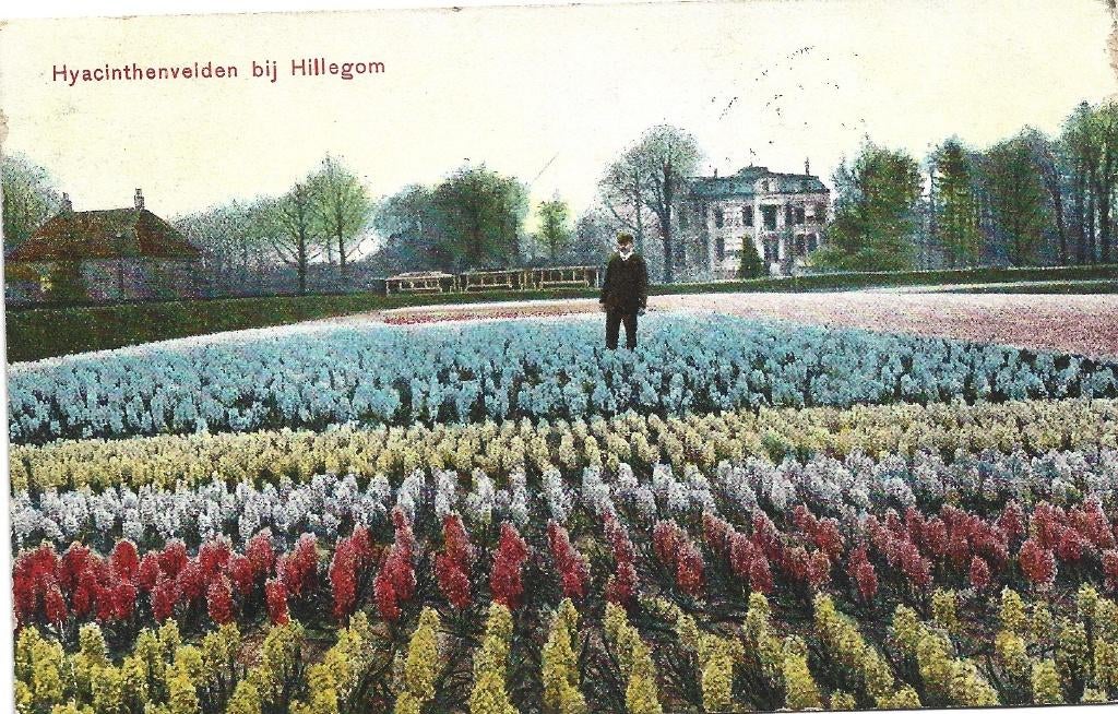 Bollenvelden;  Hyacinthenvelden bij Hillegom, Verzamelen, Ansichtkaarten | Nederland, Verzenden, Voor 1920, Gelopen, Noord-Holland