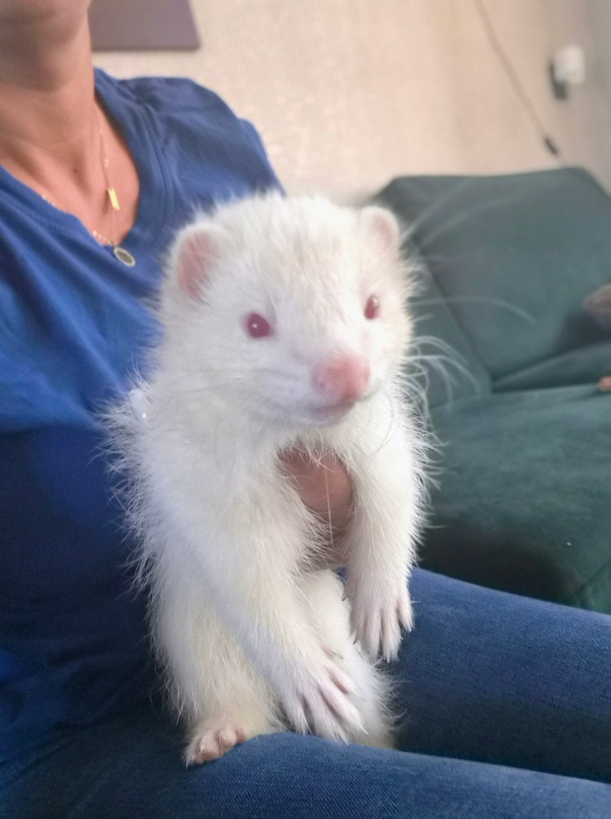 Te koop Angora albino fret pup, Dieren en Toebehoren, Overige Dieren, Februari, Mannelijk