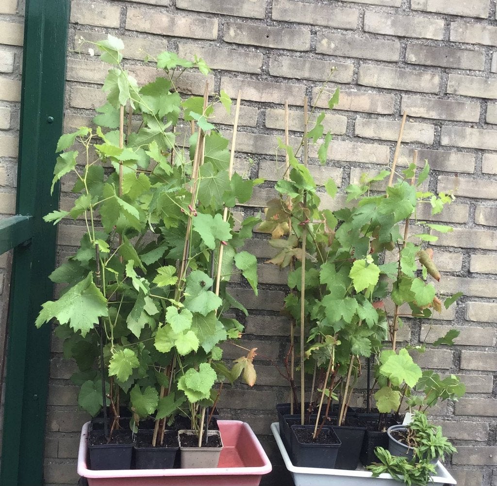DRUIVENPLANTEN, Blauwe Glorie van Boskoop, Volle zon, Vaste plant, Ophalen of Verzenden, Fruitplanten