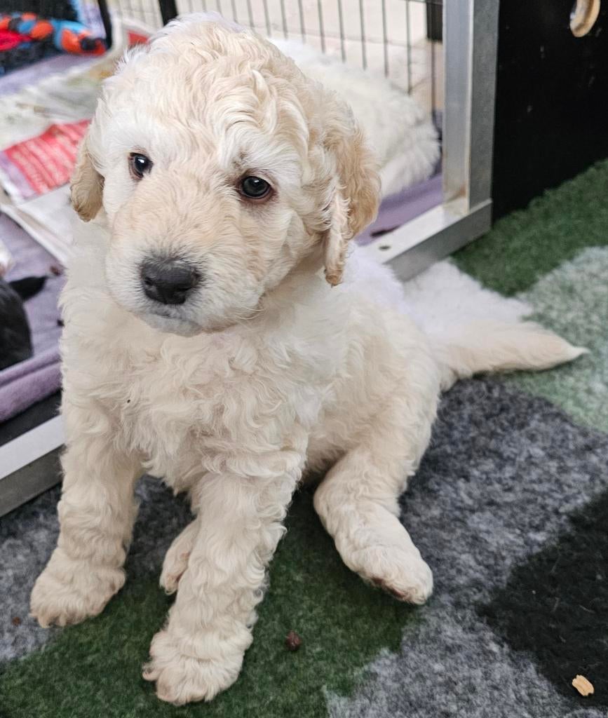 Nog 7 super leuke medium doodle puppies ❤️🐾❤️, Dieren en Toebehoren, Honden | Niet-rashonden, 8 tot 15 weken, Meerdere, Meerdere dieren