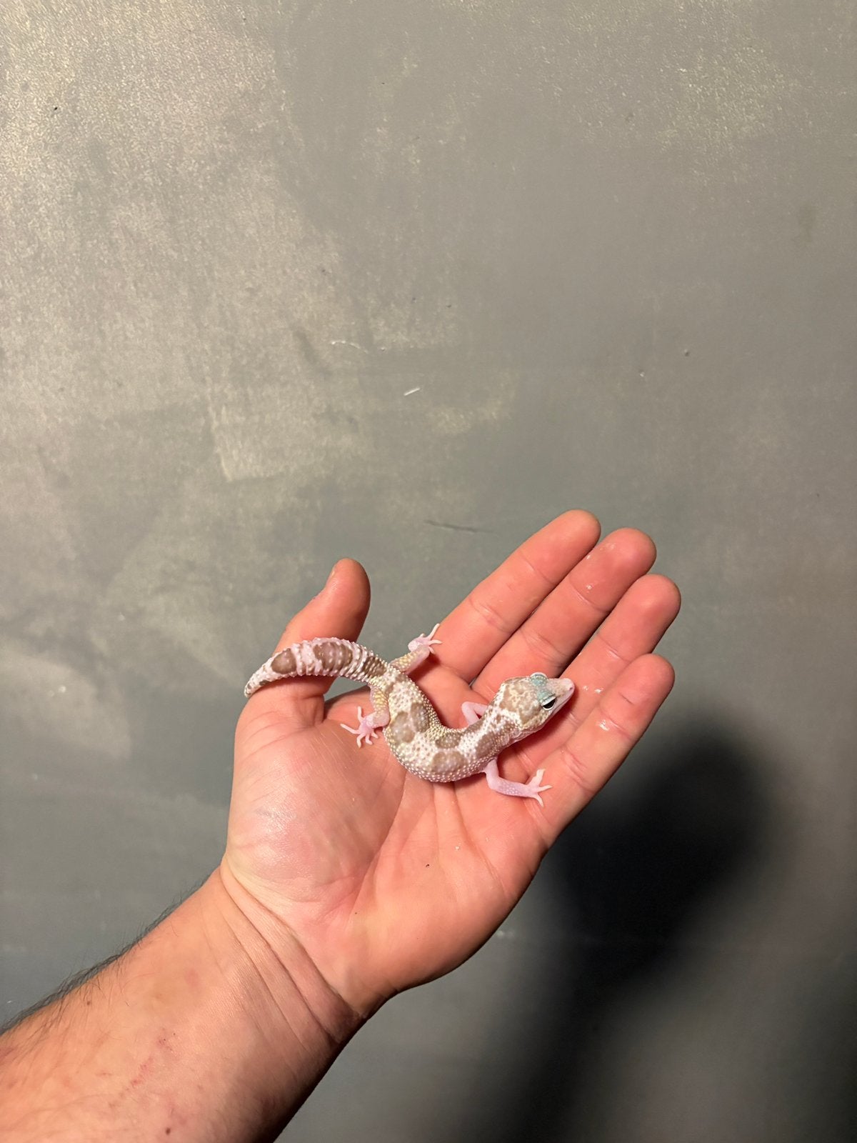 0.1 macksnow raptor luipaardgekko, Dieren en Toebehoren, Hagedis, 0 tot 2 jaar