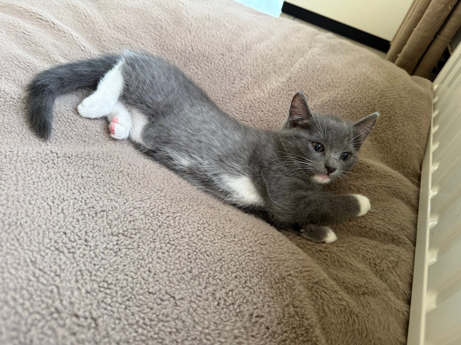 Grijs poesje, X Ragdoll kitten🩷, Meerdere dieren, Ontwormd, 0 tot 2 jaar