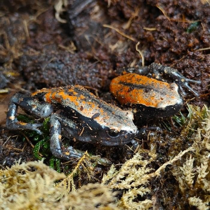 Phrynomantis microps, Dieren en Toebehoren, Schildpad, 0 tot 2 jaar