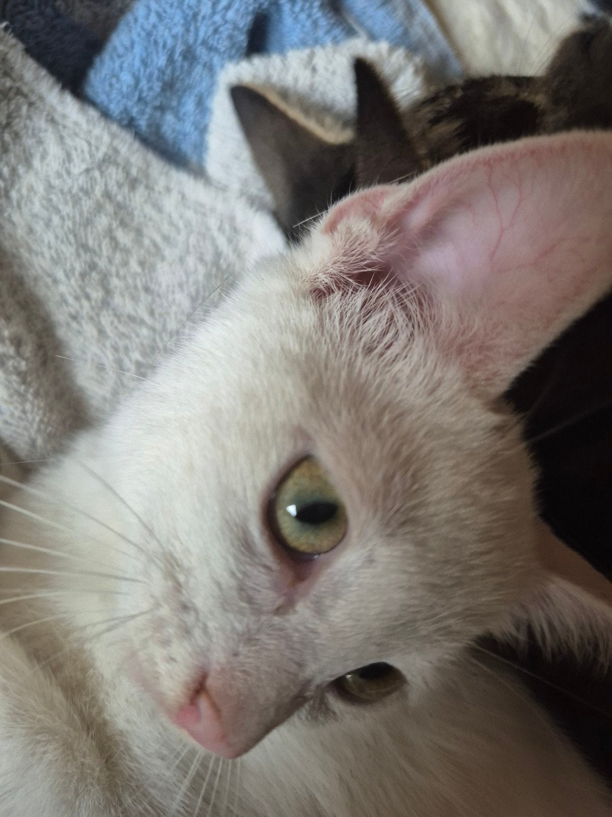 Leuke kittens vrouwtjes, Dieren en Toebehoren, Meerdere dieren