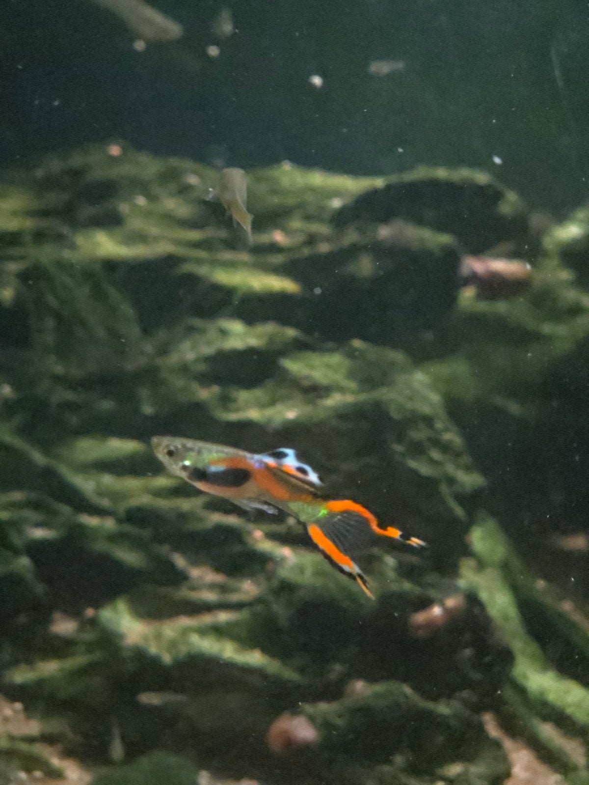 Endler guppy's, Dieren en Toebehoren, Vis, Zoetwatervis, Schoolvis