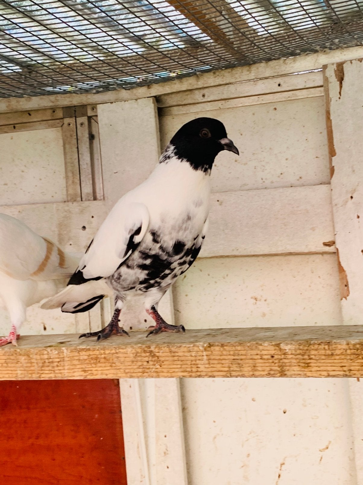 Afghans Duiven te koop, Meerdere dieren, Overige soorten
