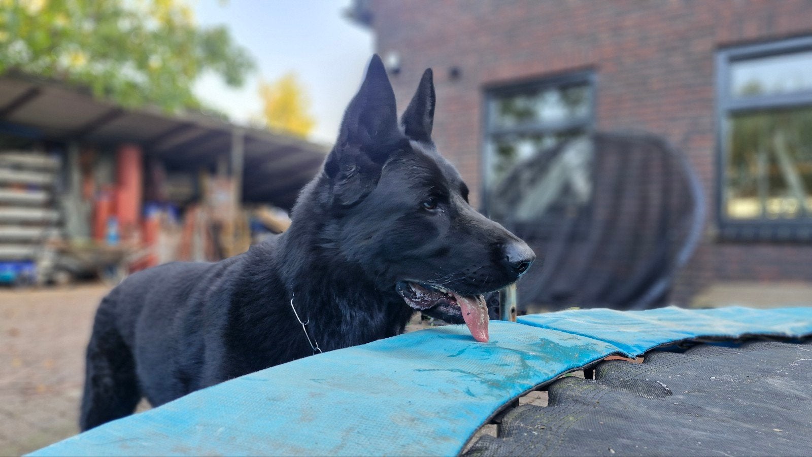 Herplaatser: Prachtige Duitse herder reu, Reu, Eén hond, 3 tot 5 jaar, Herder