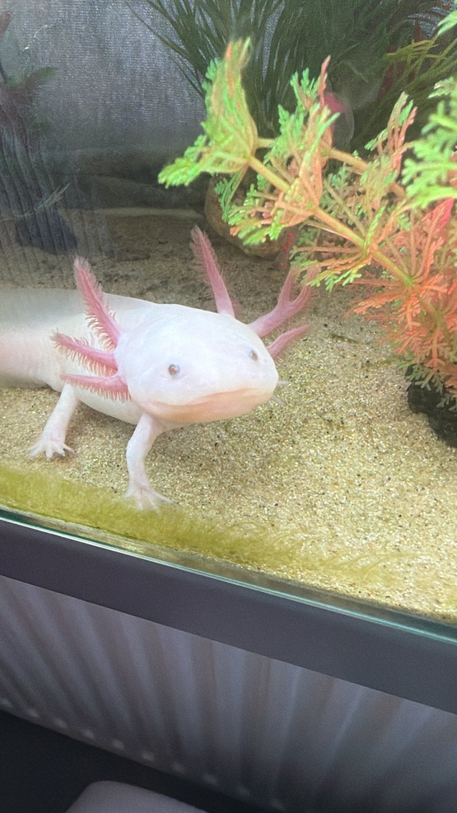 Axolotl leucistic, Vis