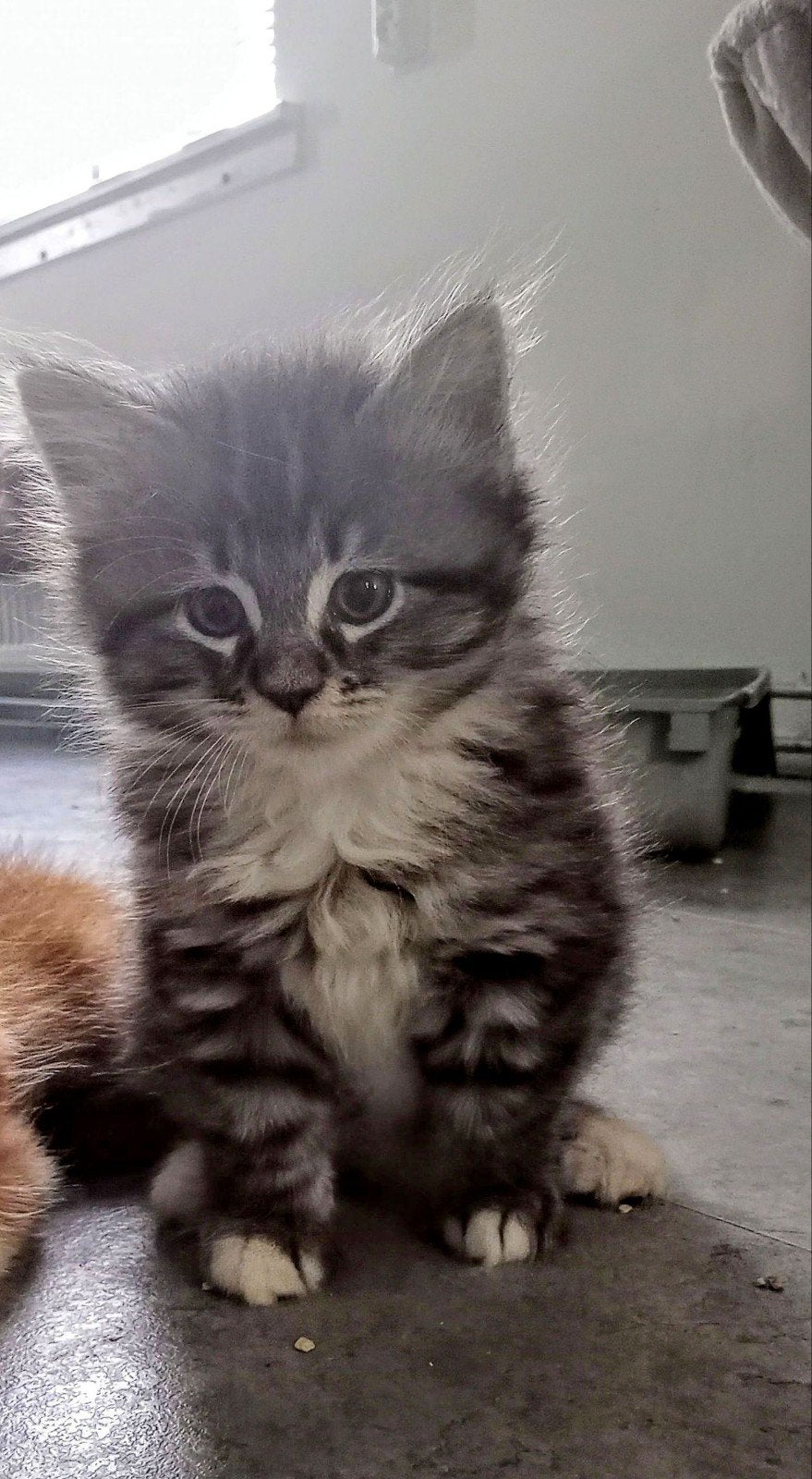 Lieve Maine Coone kittens te koop, Dieren en Toebehoren, Katten en Kittens | Raskatten | Langhaar, Poes