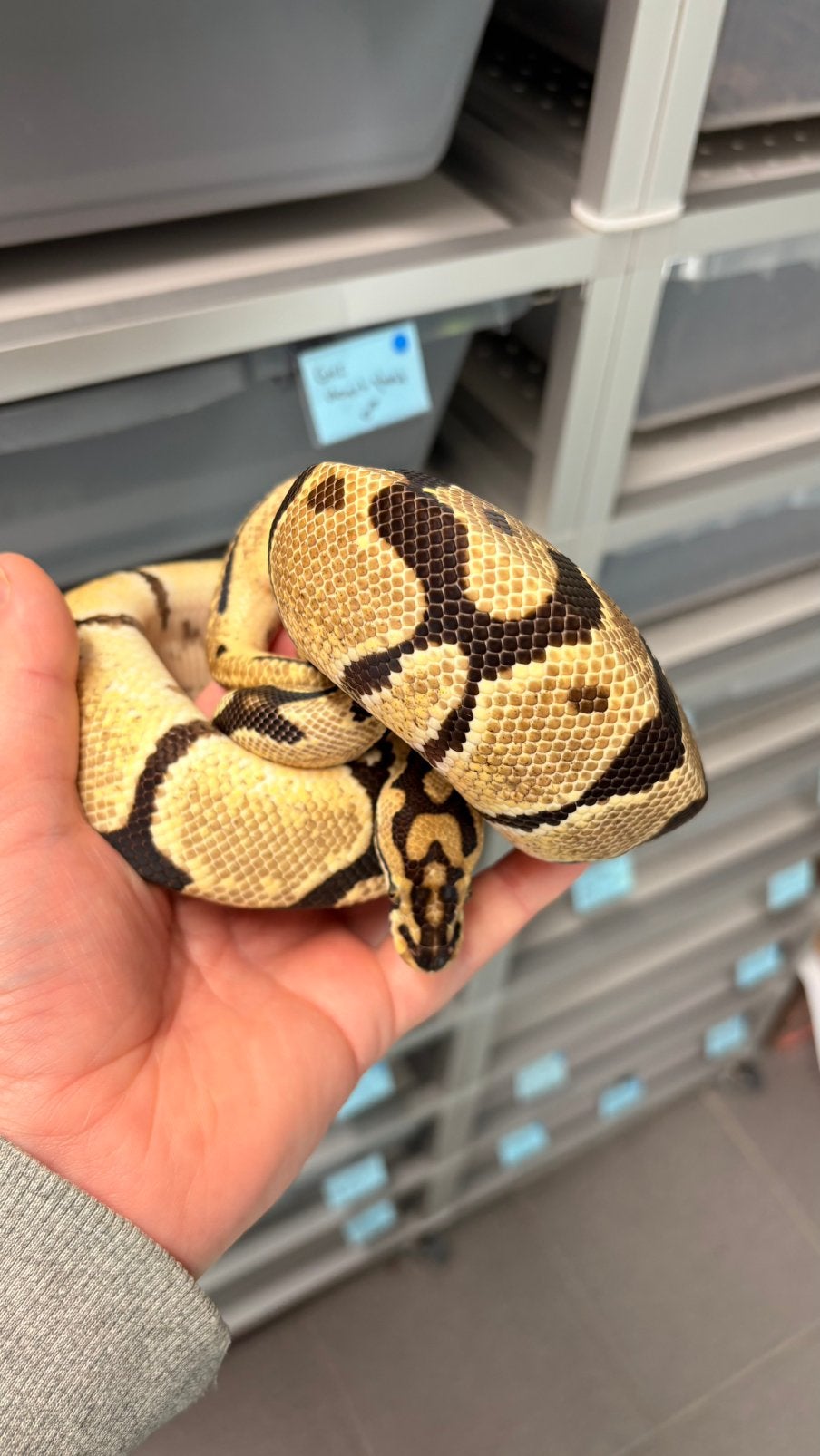 Spotnose orange dream 100% het clown ball python Ball Python photo 2