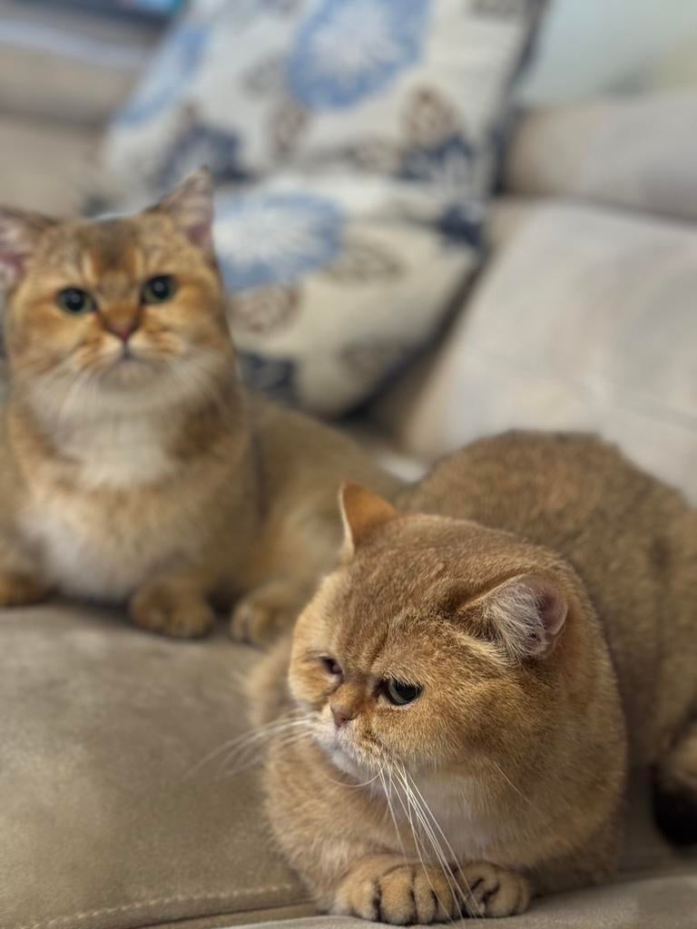 Lieve Munchkin poes met stamboom, Poes, Met stamboom, 3 tot 5 jaar