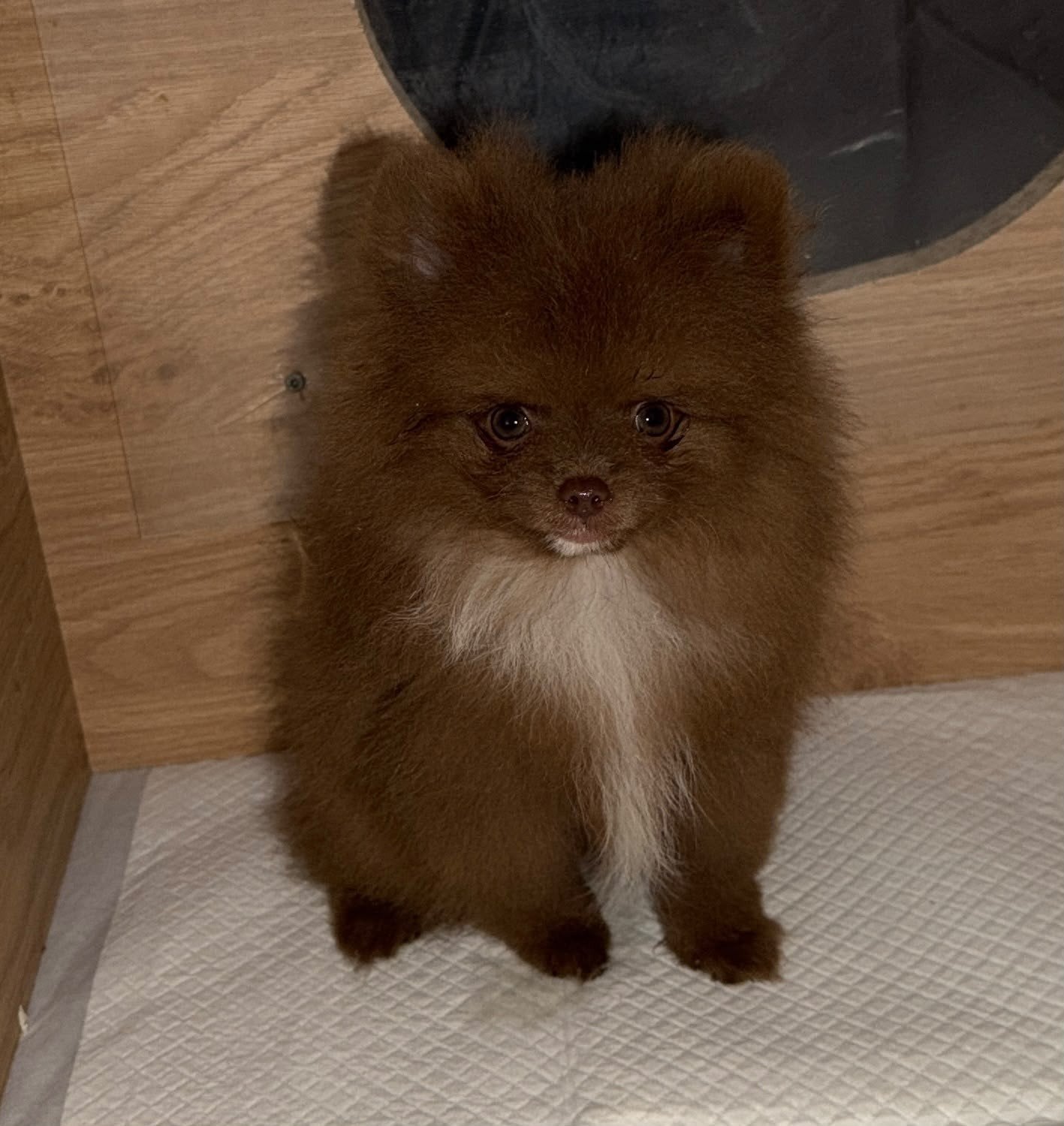 pomeriaan puppy, teefje 11 weken oud, Keeshond, CDV (hondenziekte), 8 tot 15 weken, Teef