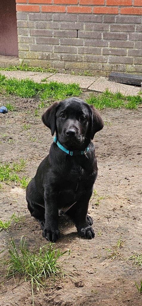 Labrador pups raszuiver (2x reu), Parvo, 8 tot 15 weken, Labrador retriever, Meerdere