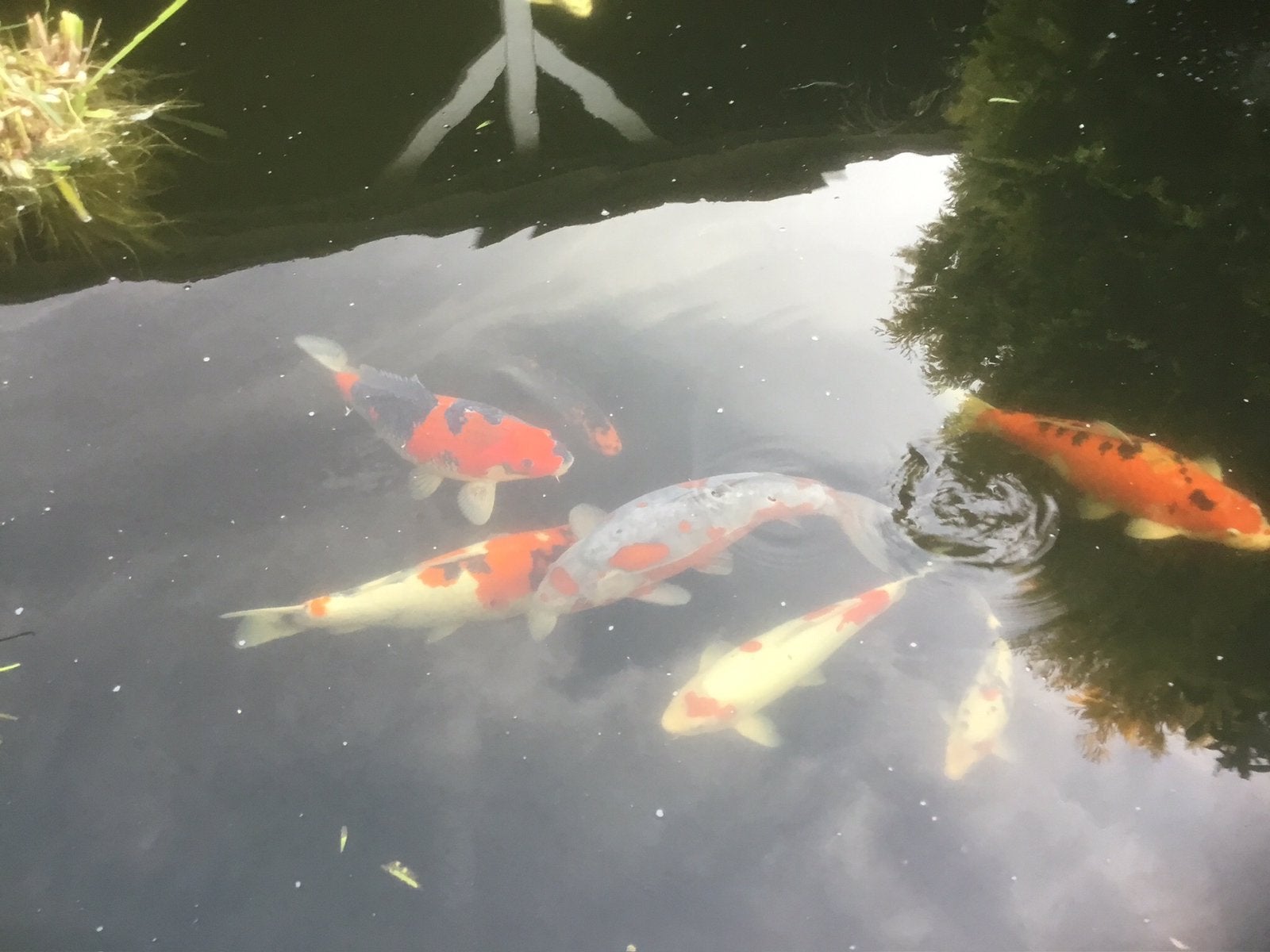 Wegens te veel koykarpers moet ik er een paar verkopen., Dieren en Toebehoren, Vissen | Vijvervissen, Karper of Koi