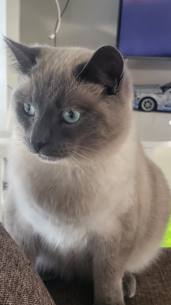 Kater zoekt nieuw huisje, Dieren en Toebehoren, Kater, Gechipt, 0 tot 2 jaar