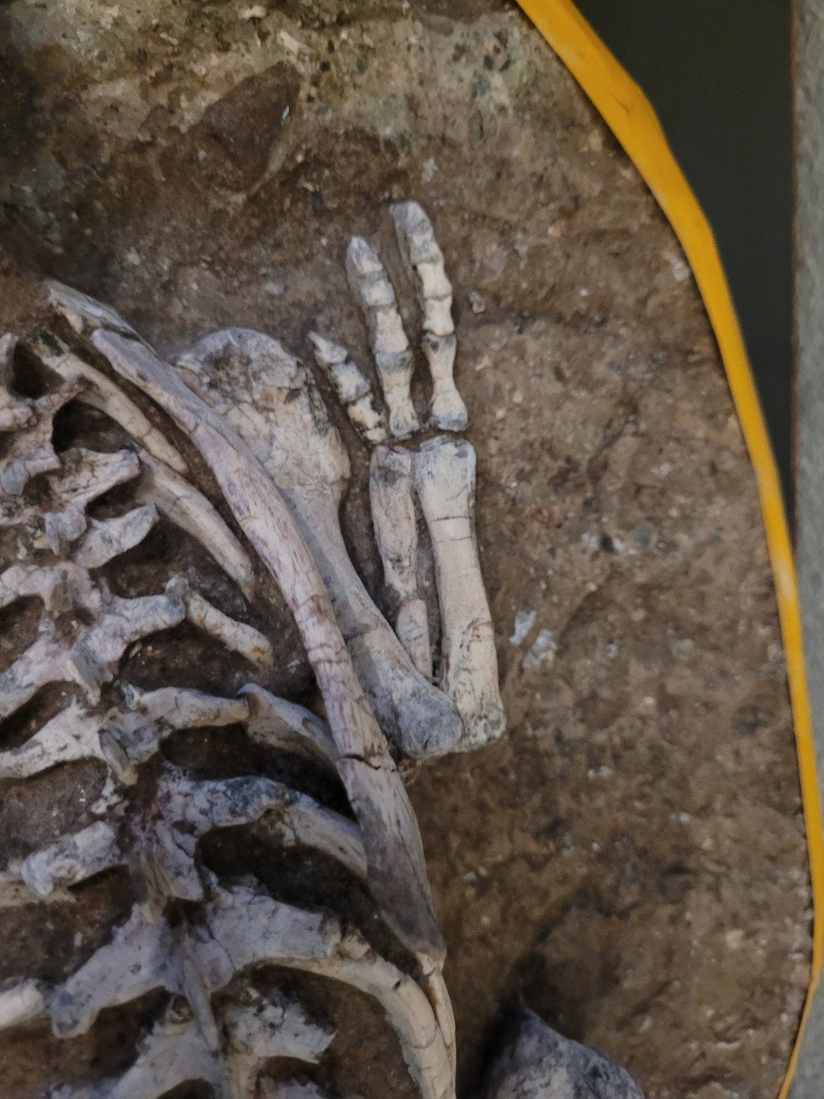 Foto 11 van UNIEK ORIGINEEL PSITTACOSAURUS-SKELET – MUSEUMKWALITEIT