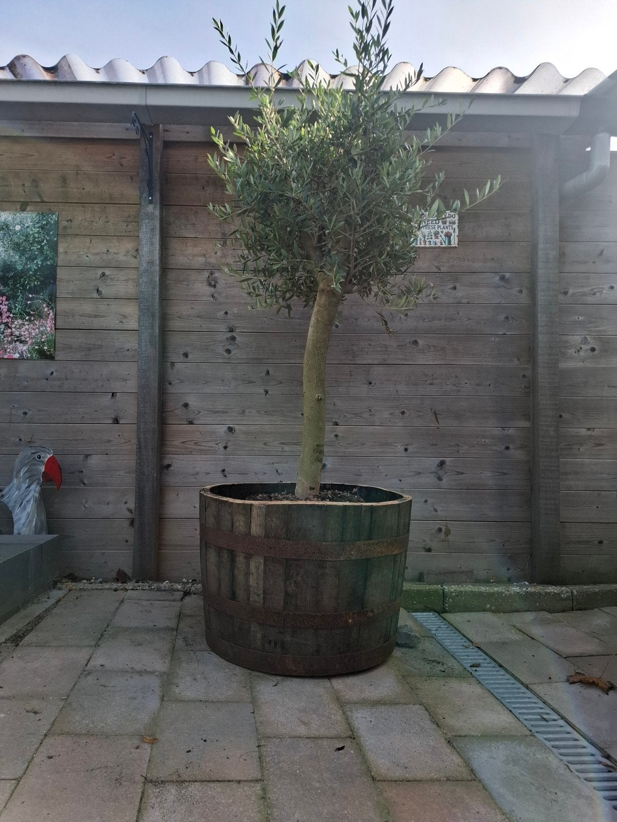 Olijfboom in wijnvat - circa 180 cm hoog, Ophalen