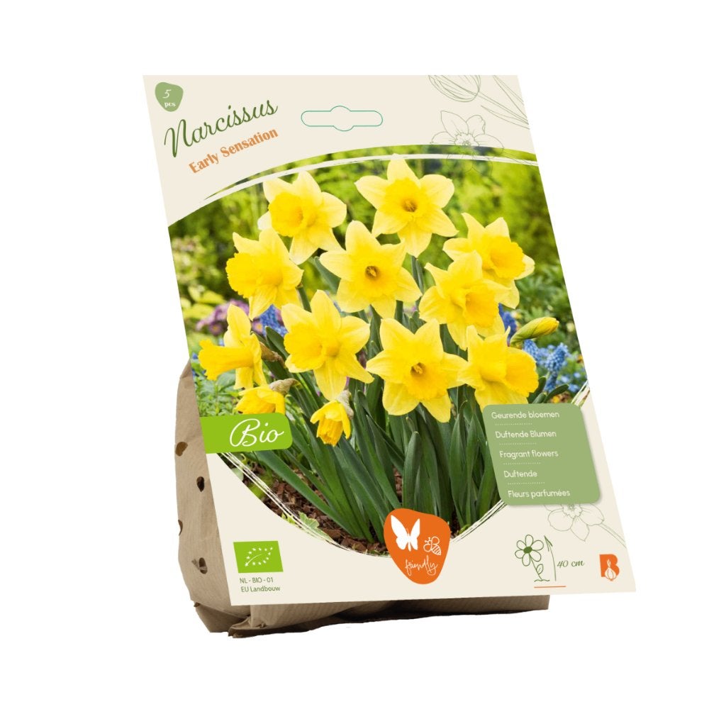 Narcis (Narcissus ‘Early Sensation’) BIOLOGISCH, Ophalen of Verzenden, Najaar, Volle zon, Bloembol