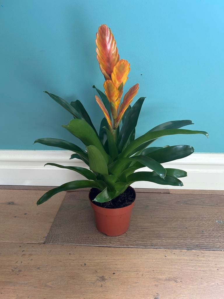 Vriesea Energy plant in pot, Ophalen of Verzenden