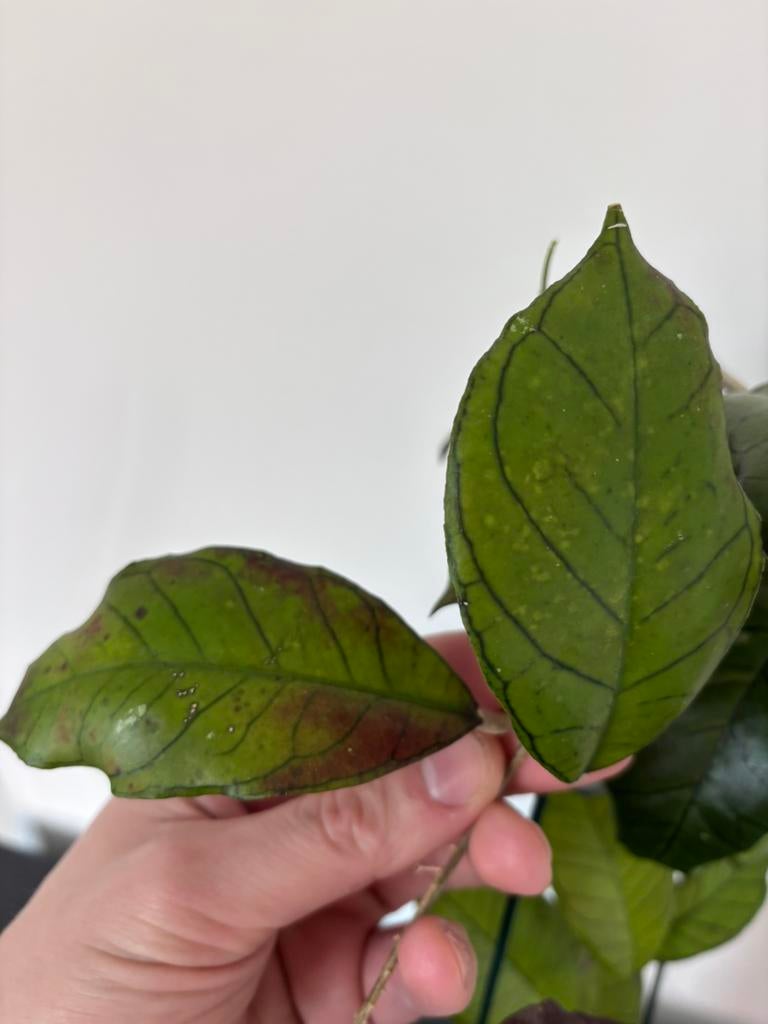 Hoya Gunung Gading, Ophalen of Verzenden, Halfschaduw, Minder dan 100 cm