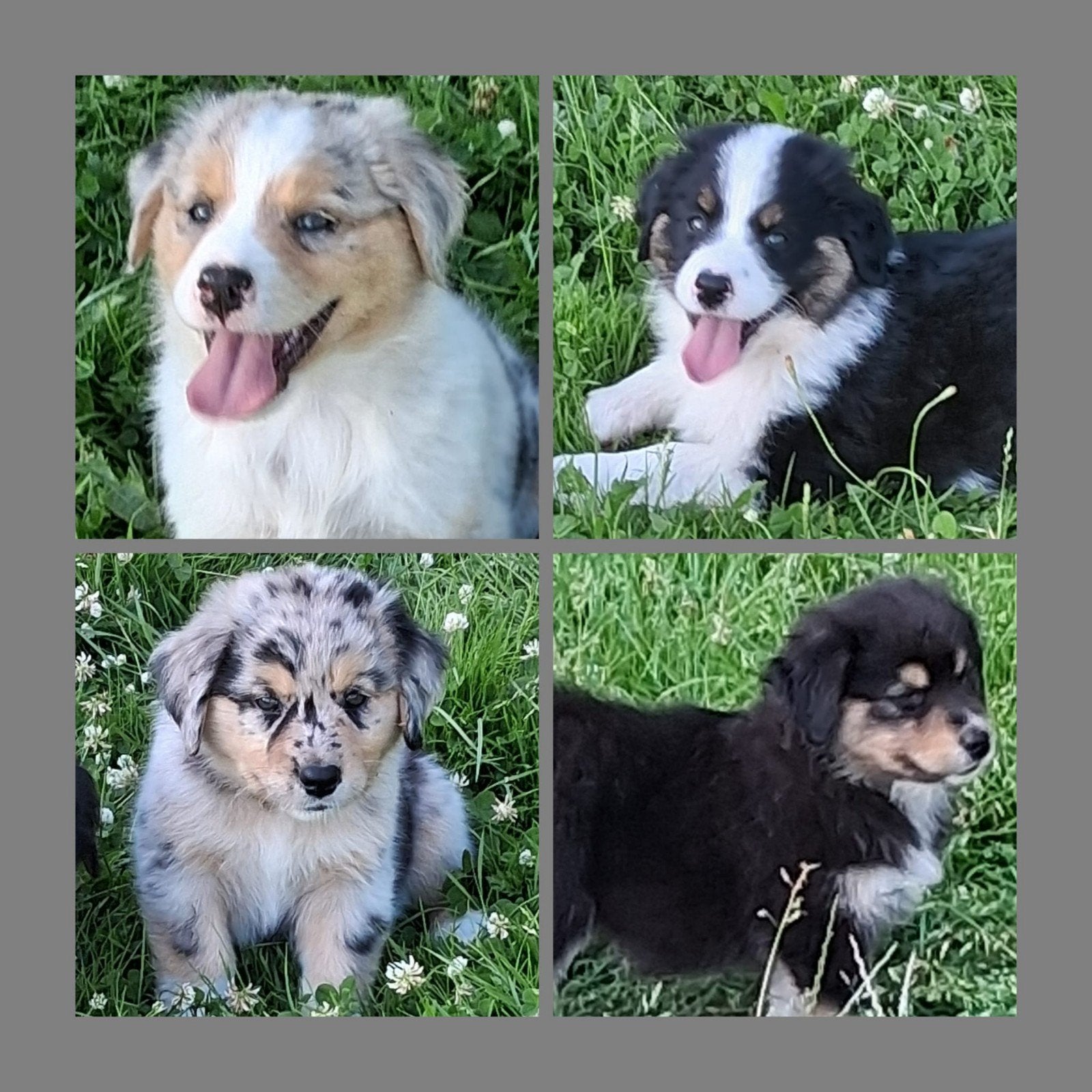 Australian Sheperd x Golden Retriever pups, Dieren en Toebehoren, Parvo, Overige rassen, 8 tot 15 weken, Meerdere