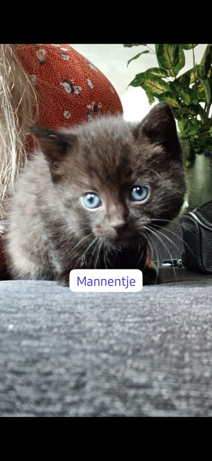Te koop kittens