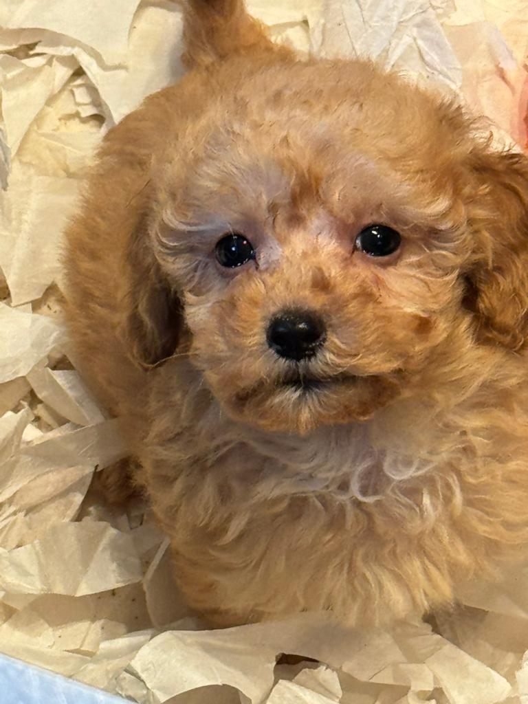 Super knappe mini Doodles ( Maltipoo ) Div kleuren, Poedel, Parvo, Nederland, 8 tot 15 weken