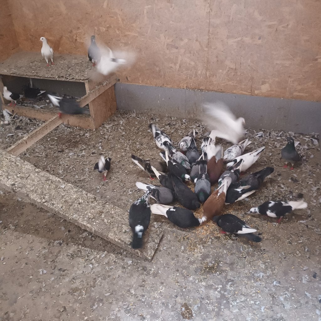 Dieren, Meerdere dieren, Overige soorten