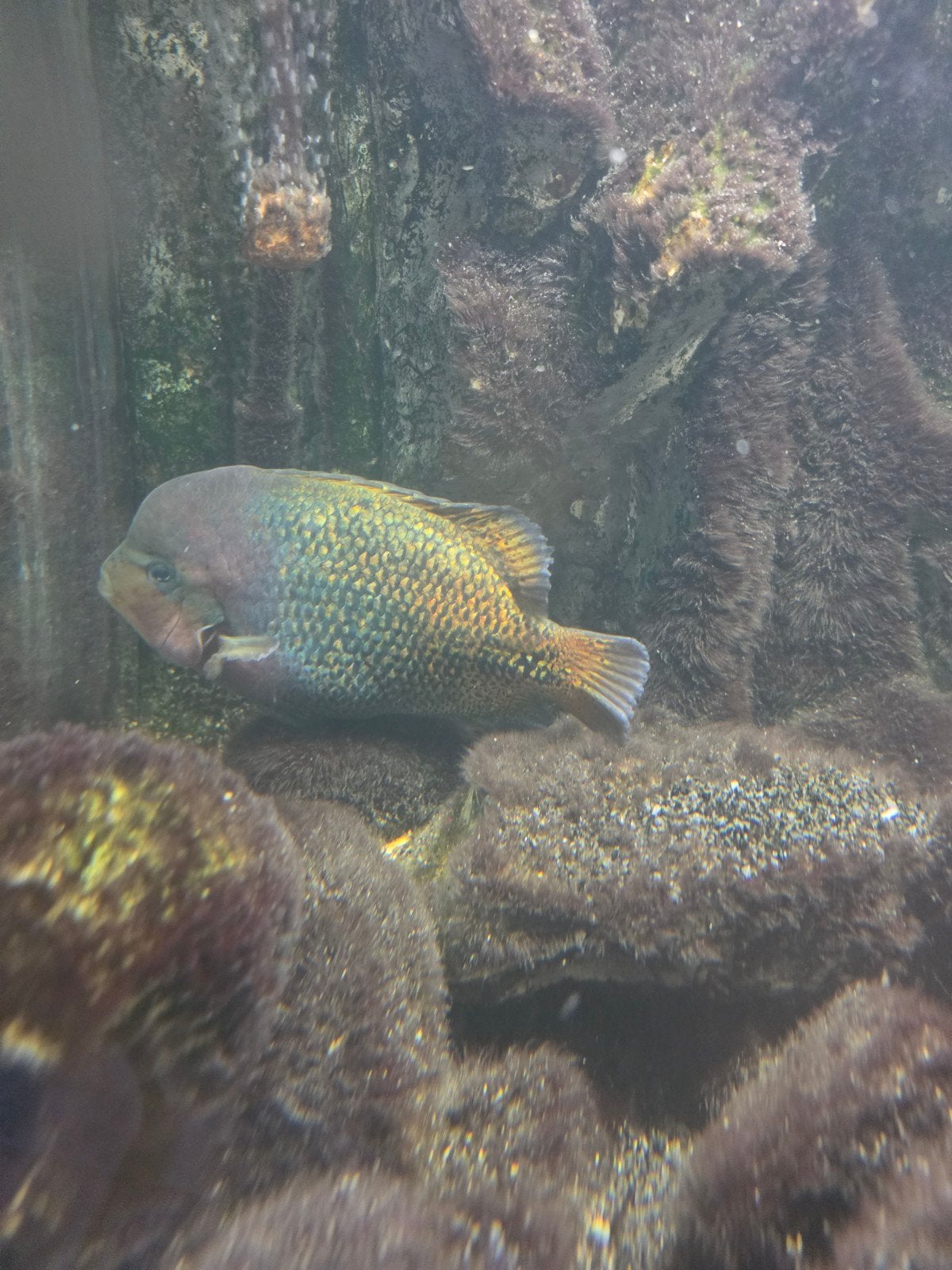 Cicliden te koop, Dieren en Toebehoren, Vissen | Aquariumvissen, Vis