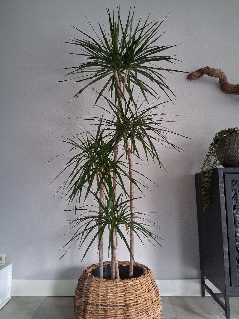 Grote Dracena op stam., Ophalen, Overige soorten, Halfschaduw, 150 tot 200 cm