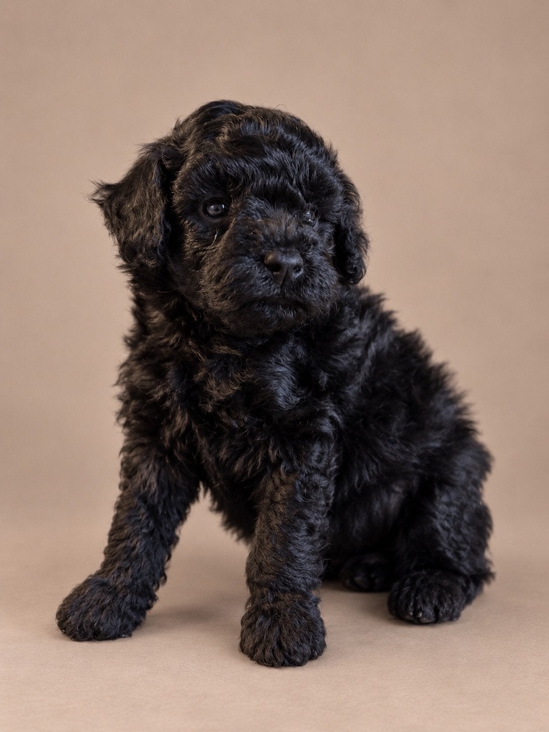 Maltipoo pups, maltipoo x toy poedel, Nederland, Overige rassen, CDV (hondenziekte), 8 tot 15 weken