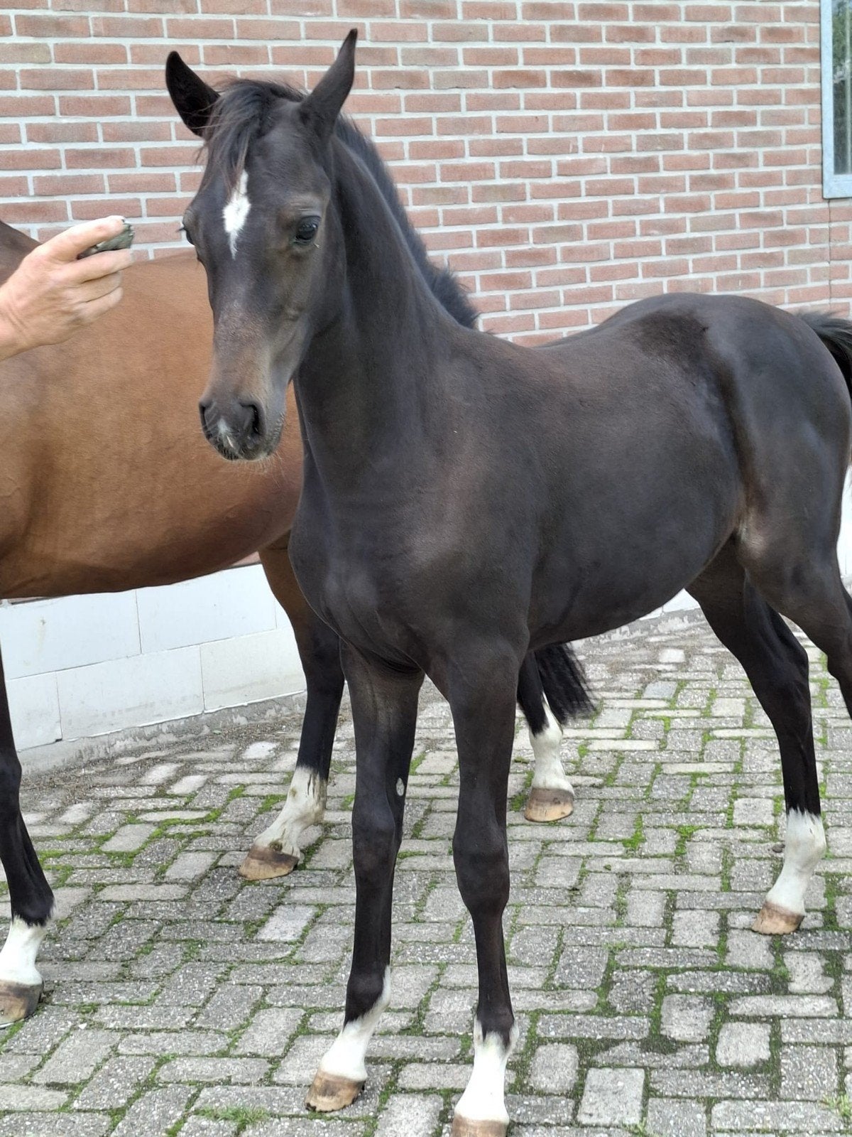 Te Koop  NWR MERRIE VEULEN UIT BEWEZEN STAM Verkocht, Merrie, Met stamboom, Dressuurpony, 0 tot 2 jaar