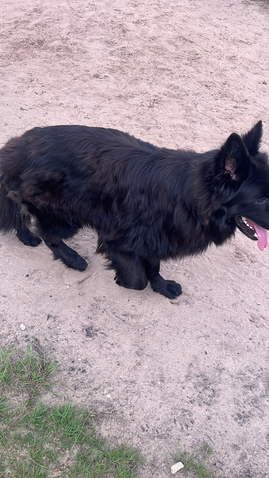 Duitse herder, Dieren en Toebehoren, Honden | Herdershonden en Veedrijvers, Reu, 1 tot 2 jaar, Parvo, Eén hond
