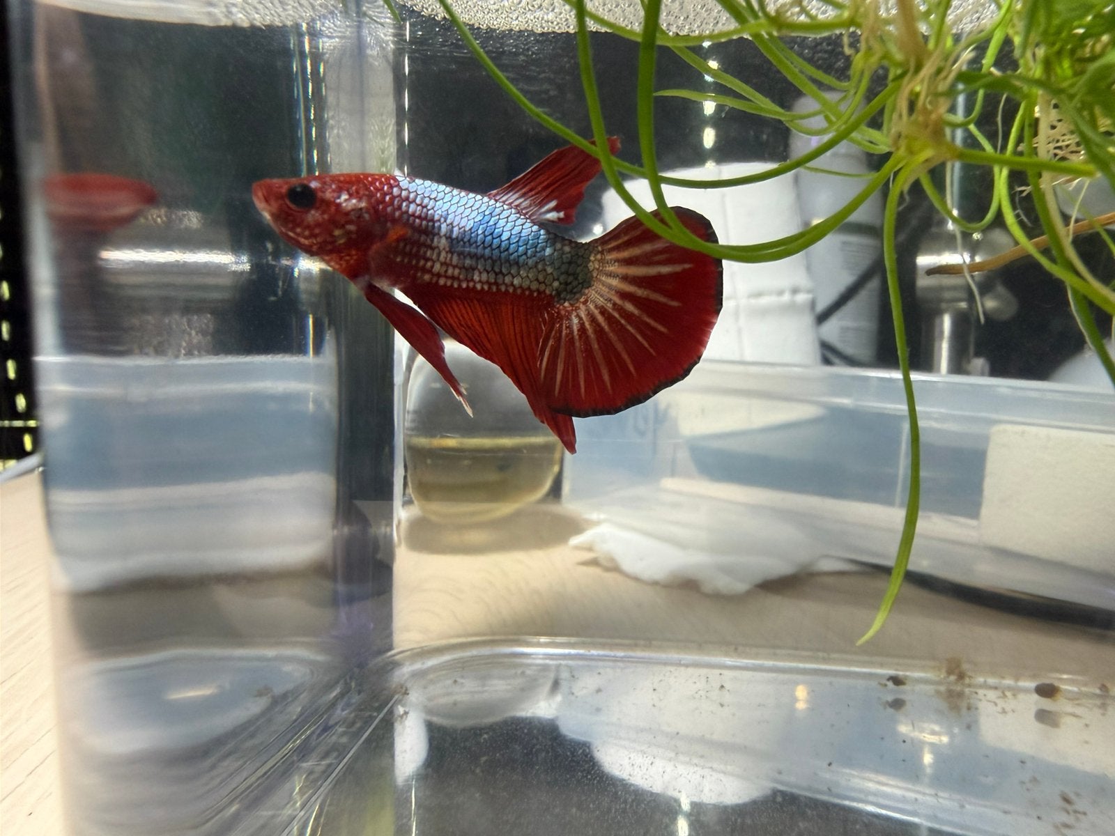 Red dragon betta man, import uit Indonesië, Vis