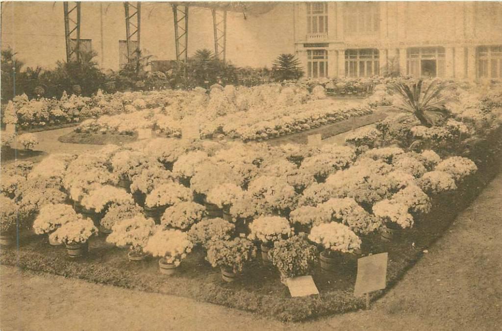 381-232-037 Bloemen, Verzenden, Voor 1920