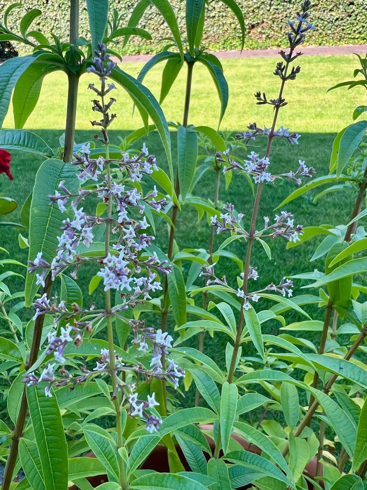 CITROENVERBENA VERVEINE uit Biologische tuin Vaste plant, Volle zon, Vaste plant, Zomer, Ophalen