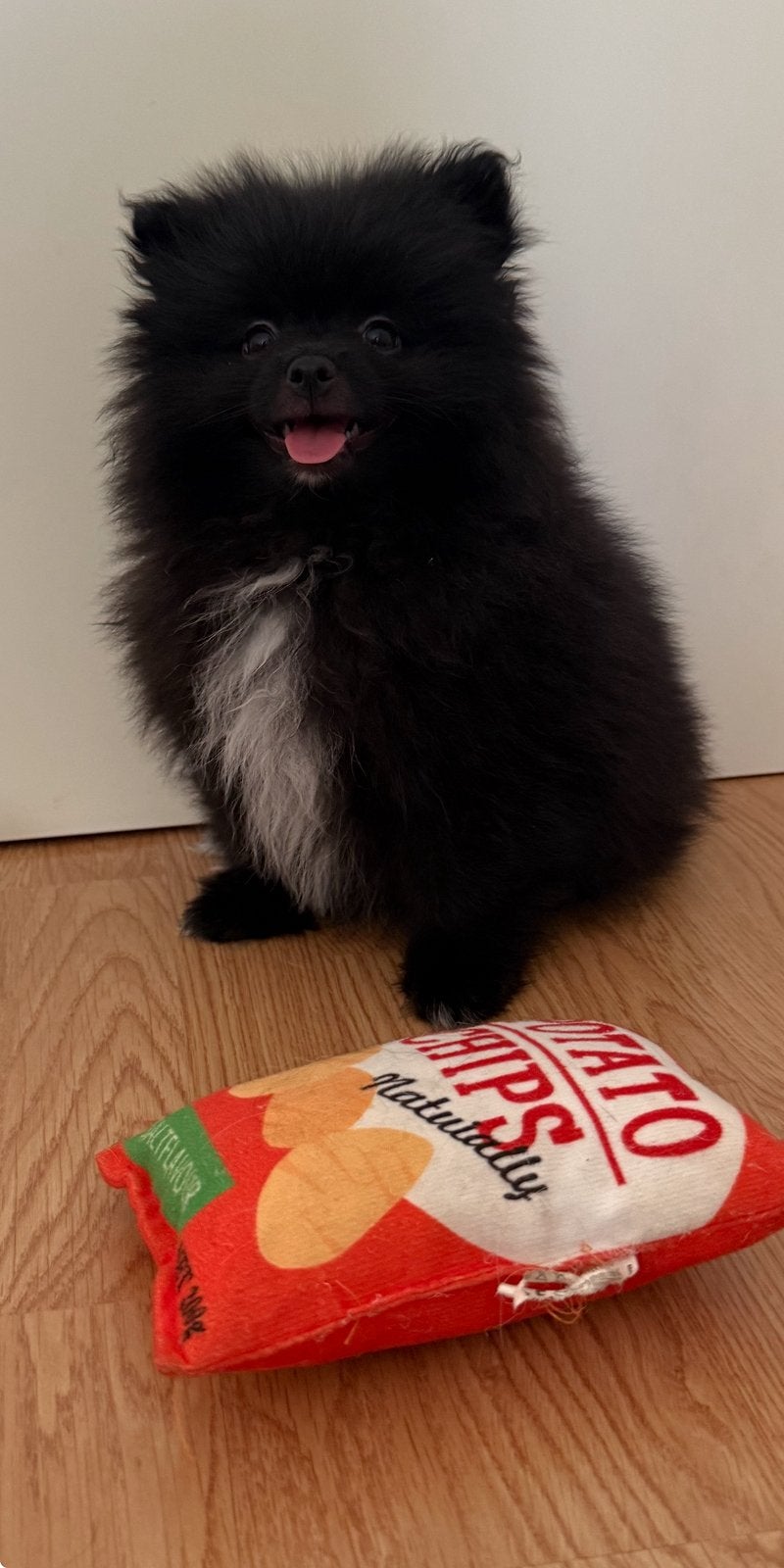 Pomeriaan/ Pomerianen Bearface pups 1 reutje nog te koop, 8 tot 15 weken, Parvo, Meerdere, Nederland