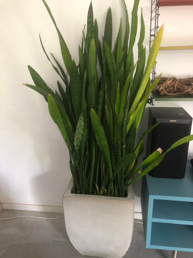 Grote sansevieria inclusief pot, Huis en Inrichting, Kamerplanten, Ophalen, 100 tot 150 cm, Halfschaduw, In pot