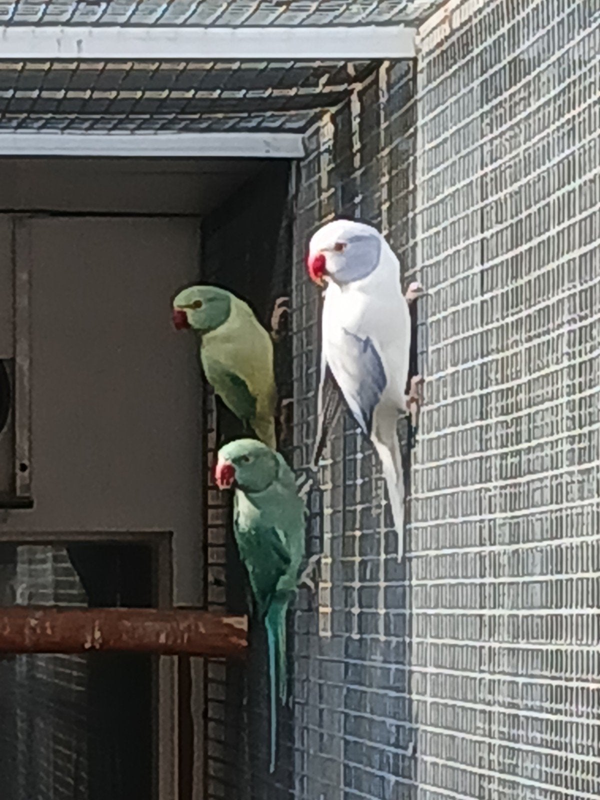 halsband parkiet, Dieren en Toebehoren, Meerdere dieren, Parkiet, Geringd