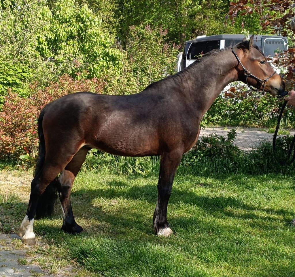 Pony's, Dieren en Toebehoren, Merrie, Met stamboom, Niet van toepassing, 0 tot 2 jaar