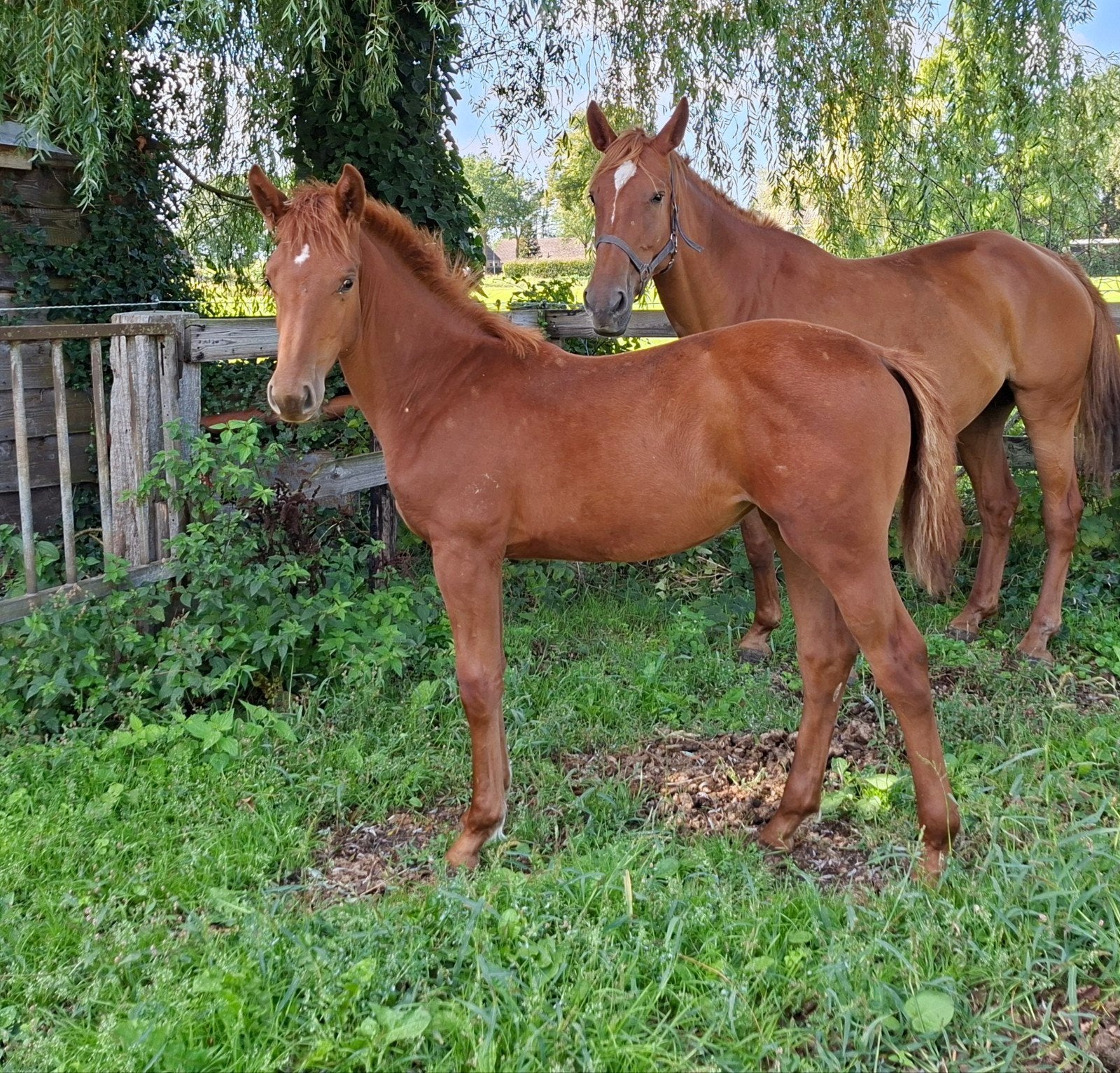 Uniek Merrie veulen. Uit zeer goede sportstam!, Dieren en Toebehoren, Merrie, Springpaard, Met stamboom, Niet van toepassing