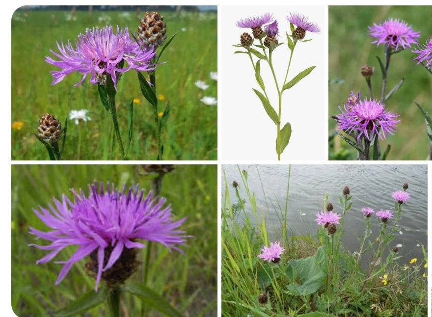 Knoopkruid bio bijenmagneet, Volle zon, Vaste plant, Zomer, Ophalen