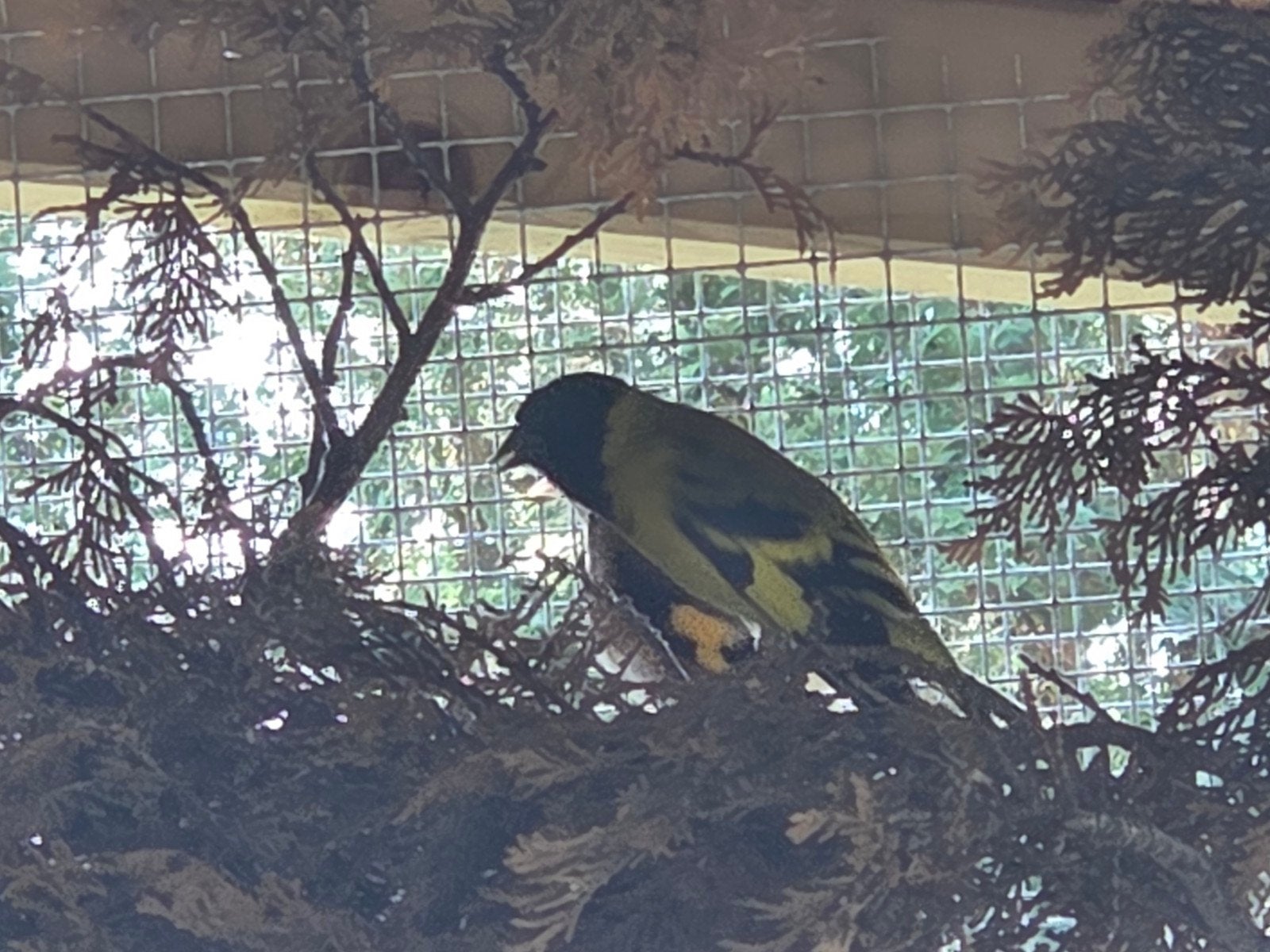 Zwartkopsijs koppel, Dieren en Toebehoren, Vogels | Overige Vogels, Meerdere dieren