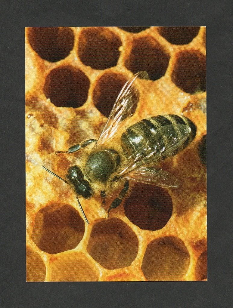 Bij Anthophila Honingbij Honingraat Bijenkast Insect., Ophalen of Verzenden, 1980 tot heden, Ongelopen, Overige soorten