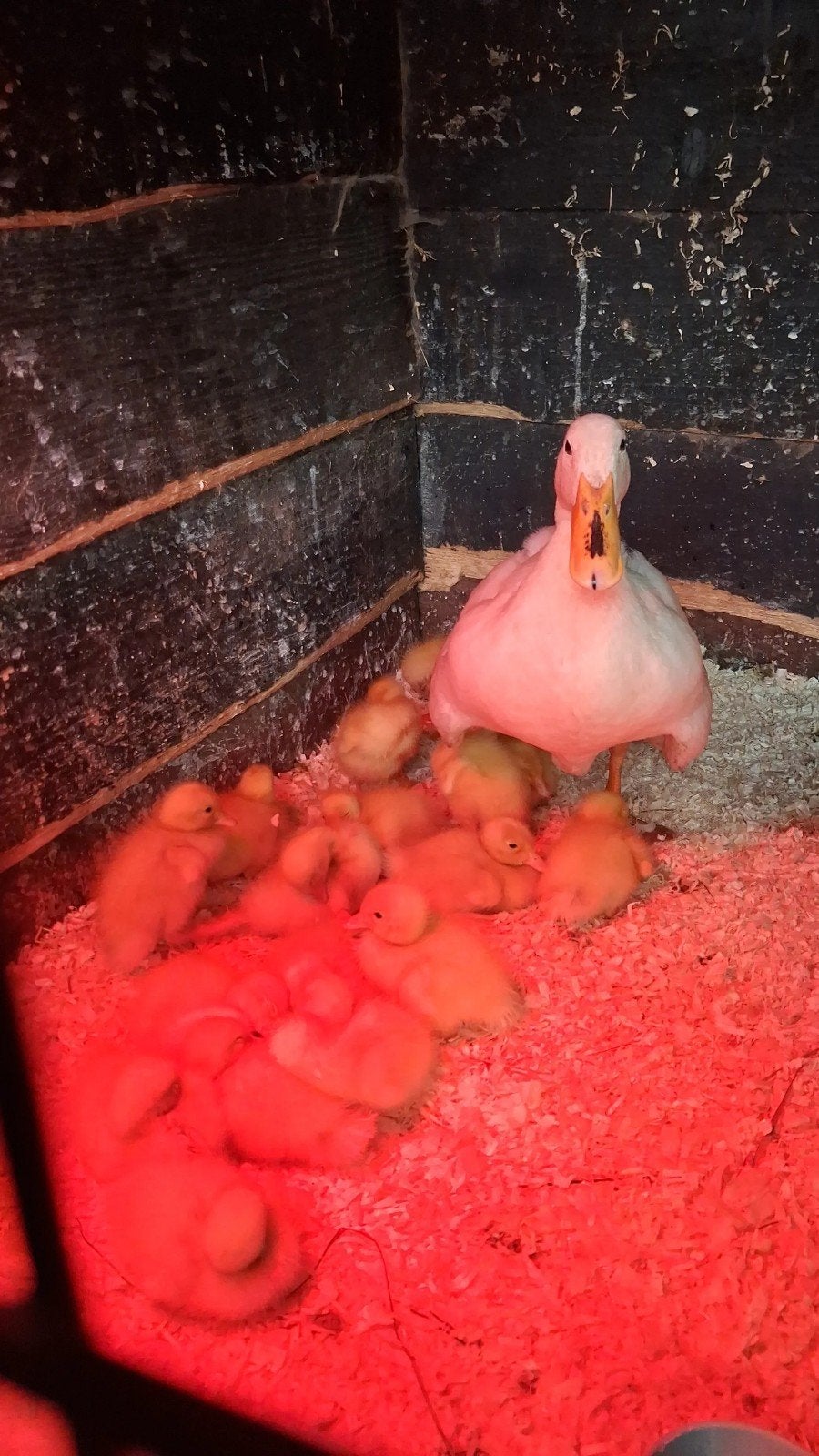 Indische loopeendjes, Dieren en Toebehoren, Meerdere dieren, Eend