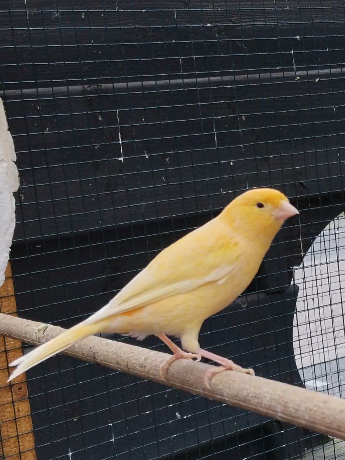 Oranje man kanaries, Dieren en Toebehoren, Vogels | Kanaries, Mannelijk, Kleurkanarie