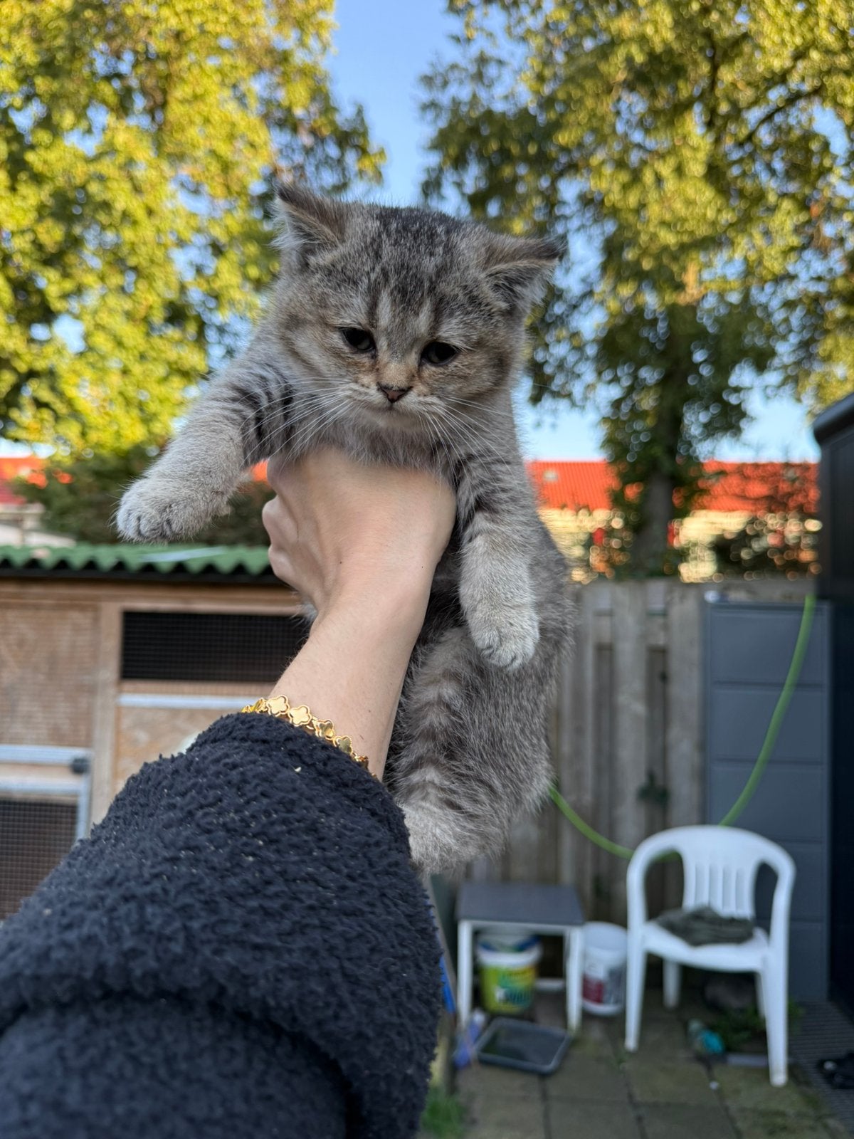 Britse korthaar kittens, Dieren en Toebehoren, Meerdere dieren, Ontwormd
