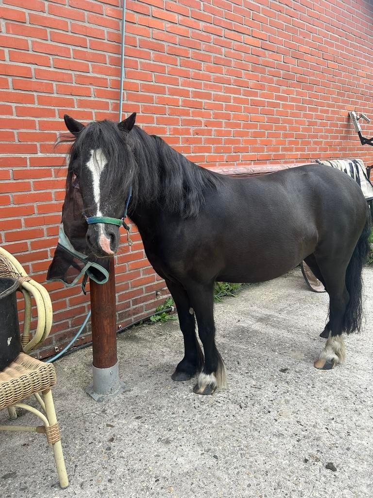 Leuke pony, Merrie, Niet van toepassing, A pony (tot 1.17m), Recreatiepony