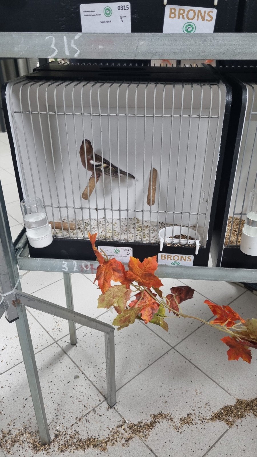 koppel Europese vinken 2026, Dieren en Toebehoren, Meerdere dieren, Wildzangvogel, Geringd